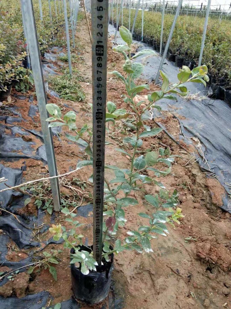 果树苗蓝莓苗品种齐全量大从优各种果树苗
