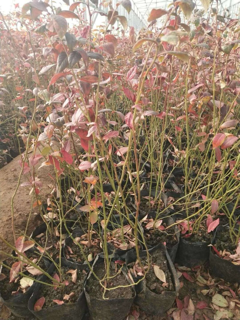 果树苗蓝莓苗品种齐全量大从优各种果树苗