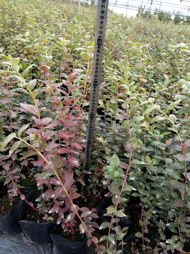 果树苗蓝莓苗品种齐全量大从优各种果树苗