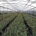 果树苗蓝莓苗品种齐全量大从优各种果树苗