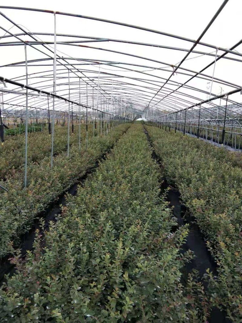 果树苗蓝莓苗品种齐全量大从优各种果树苗