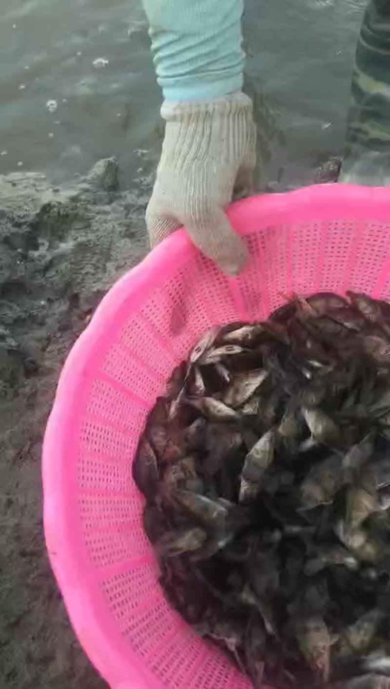 龙虾苗