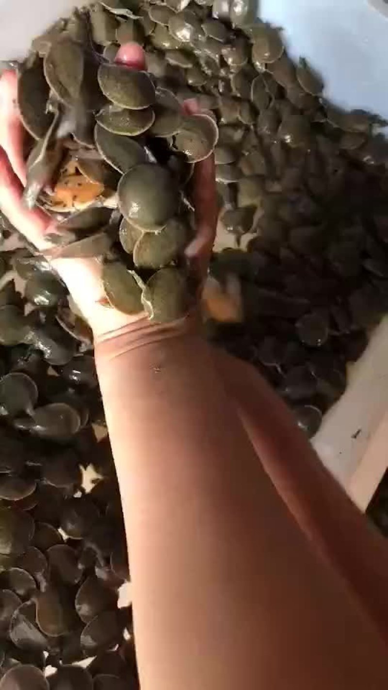 龙虾苗