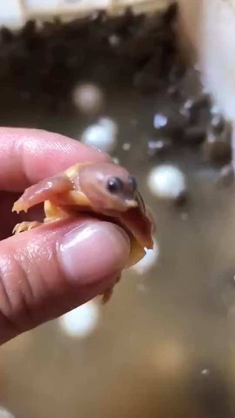 龙虾苗