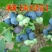 果树苗蓝莓苗品种齐全量大从优各种果树苗