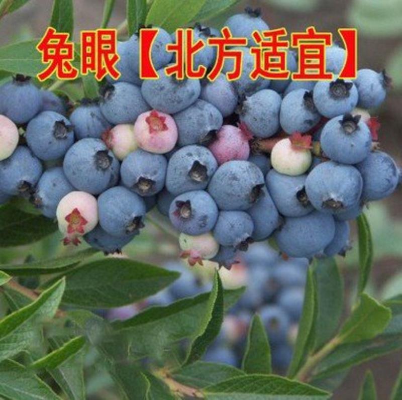 果树苗蓝莓苗品种齐全量大从优各种果树苗