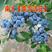 果树苗蓝莓苗品种齐全量大从优各种果树苗