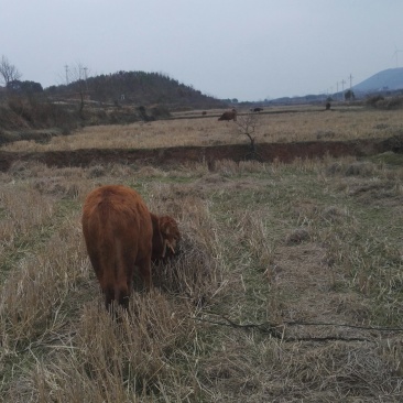 湖北黄冈本地黄牛
