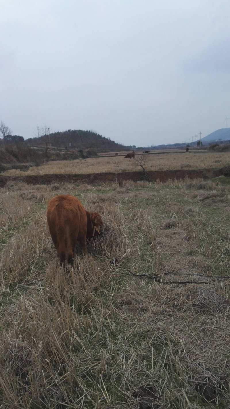 湖北黄冈本地黄牛