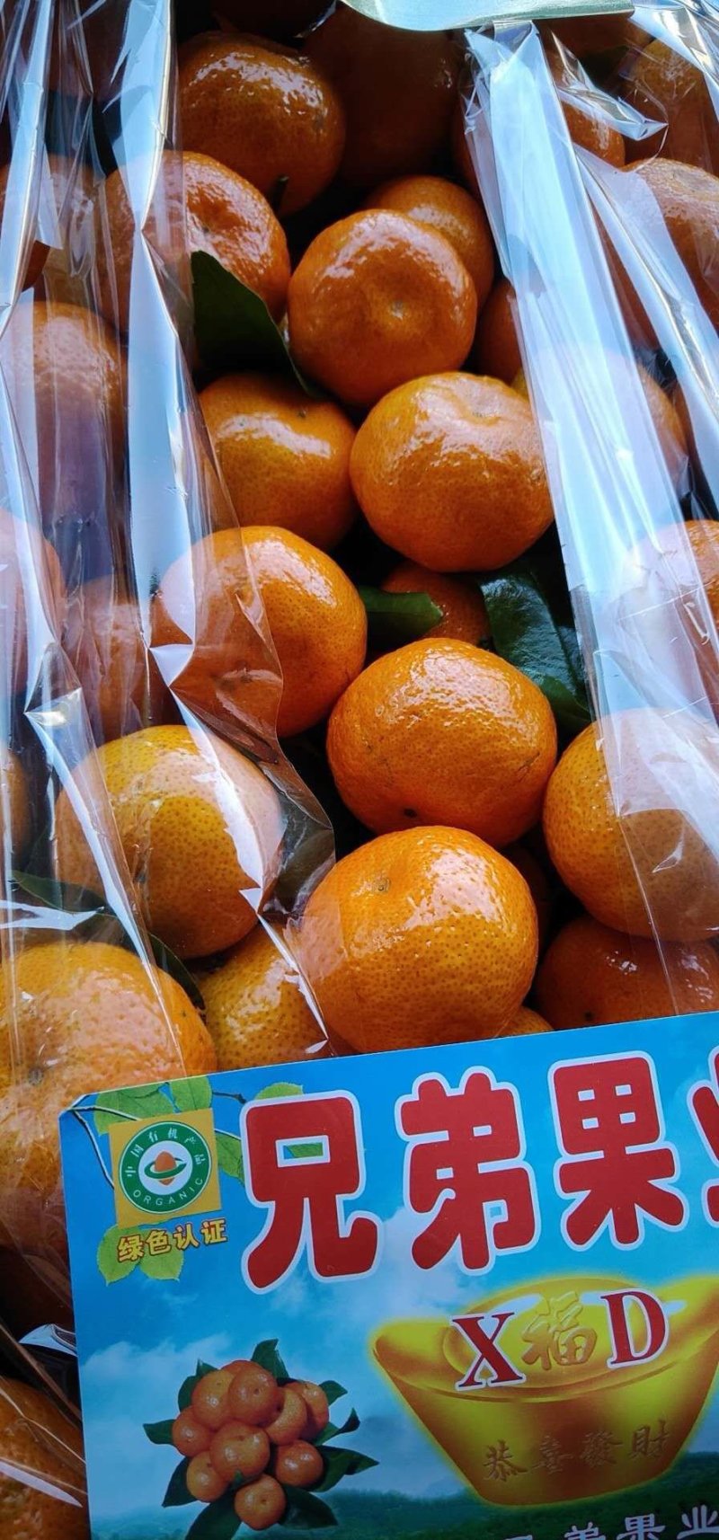 砂糖橘