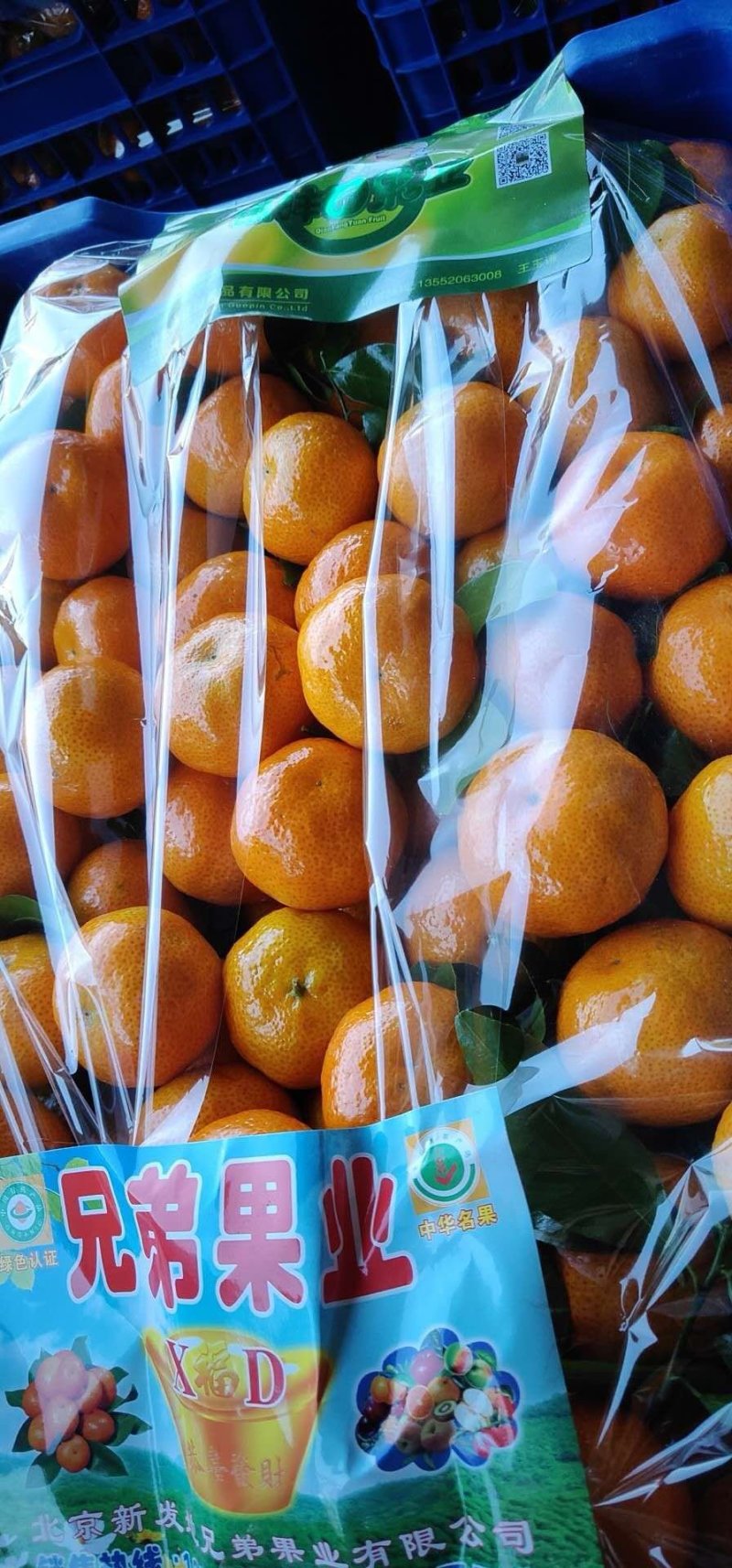 砂糖橘