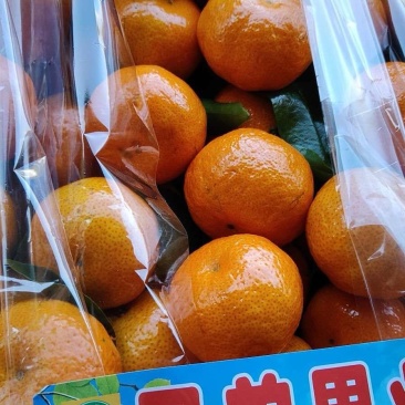 水果砂糖橘