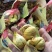 新疆无花果干【500克装】