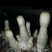 菌棒出菇捧出菇包
