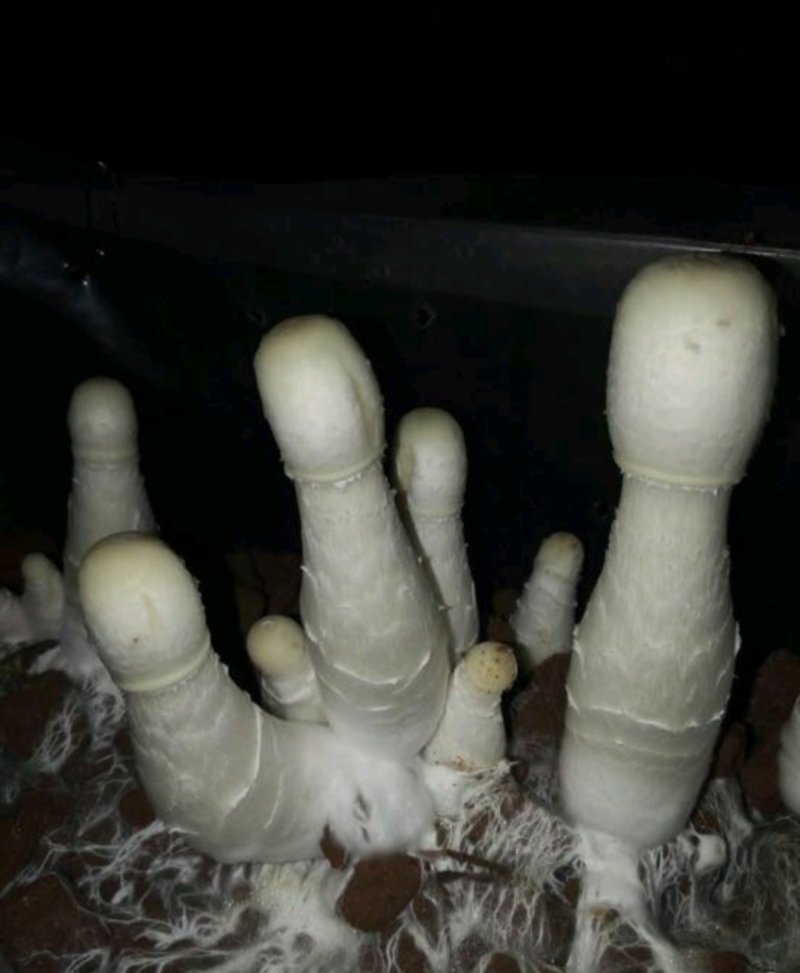 菌棒出菇捧出菇包