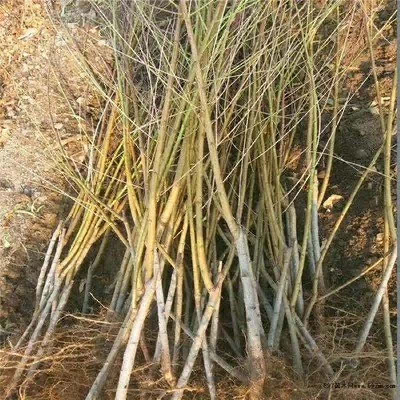 蟠桃苗山东蟠桃苗基地品种丰富多样全部一手嫁接苗保品种