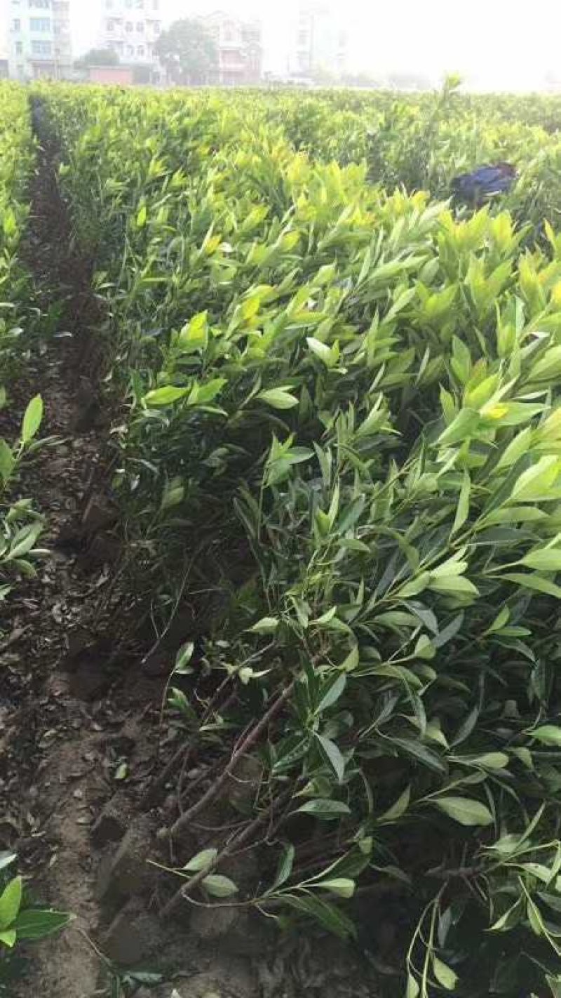 法国冬青