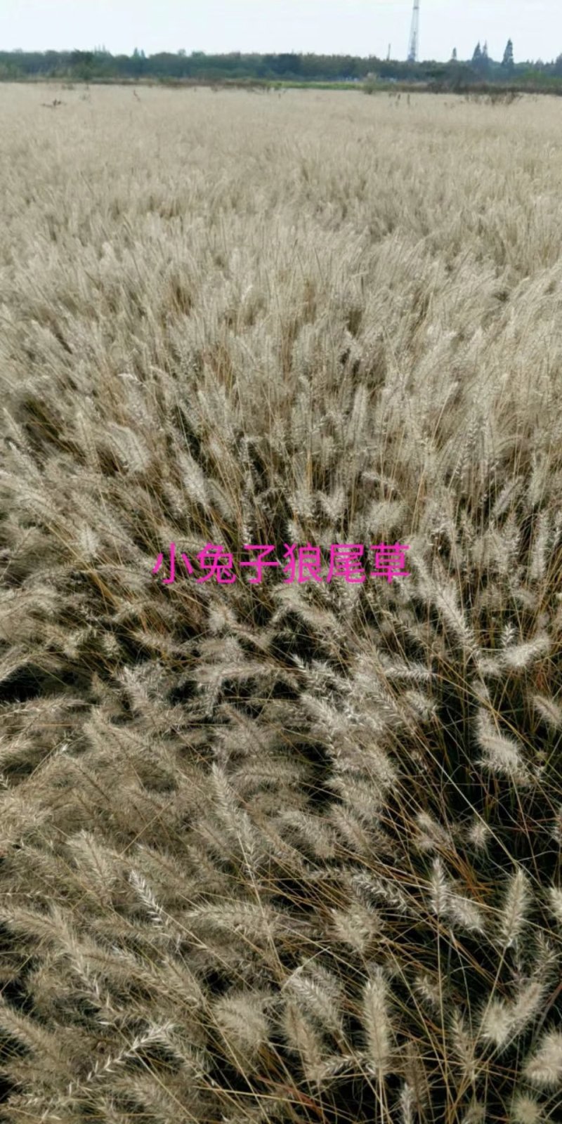 再力花，小兔子，紫叶狼尾草，金边麦冬，荷花，血草水生鸢尾