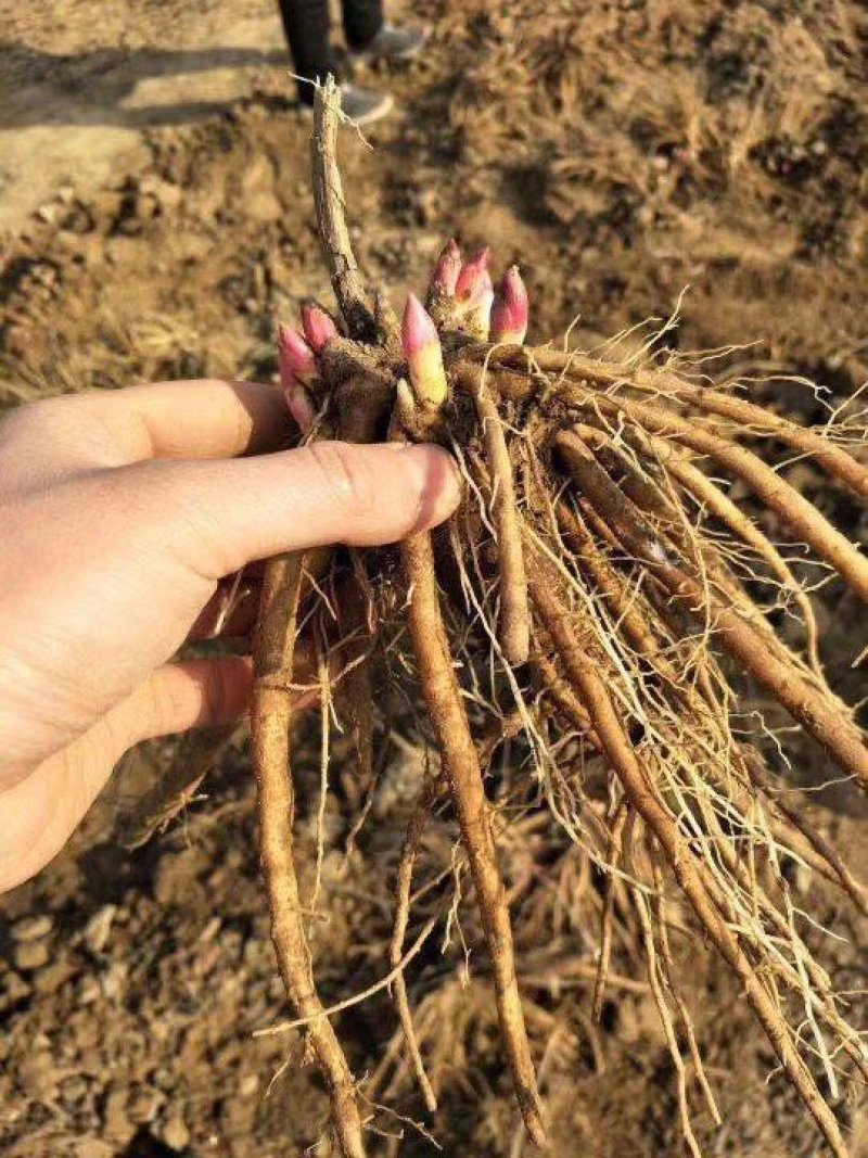 白芍种苗，道地亳白芍芽头，保证正品，假一赔十，