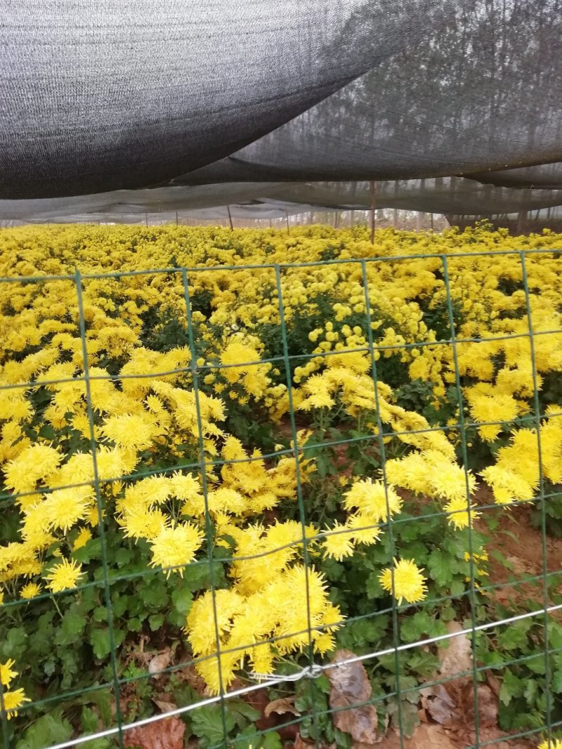 金丝皇菊茶