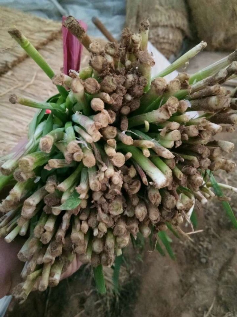 韭菜头刀韭菜大量有货