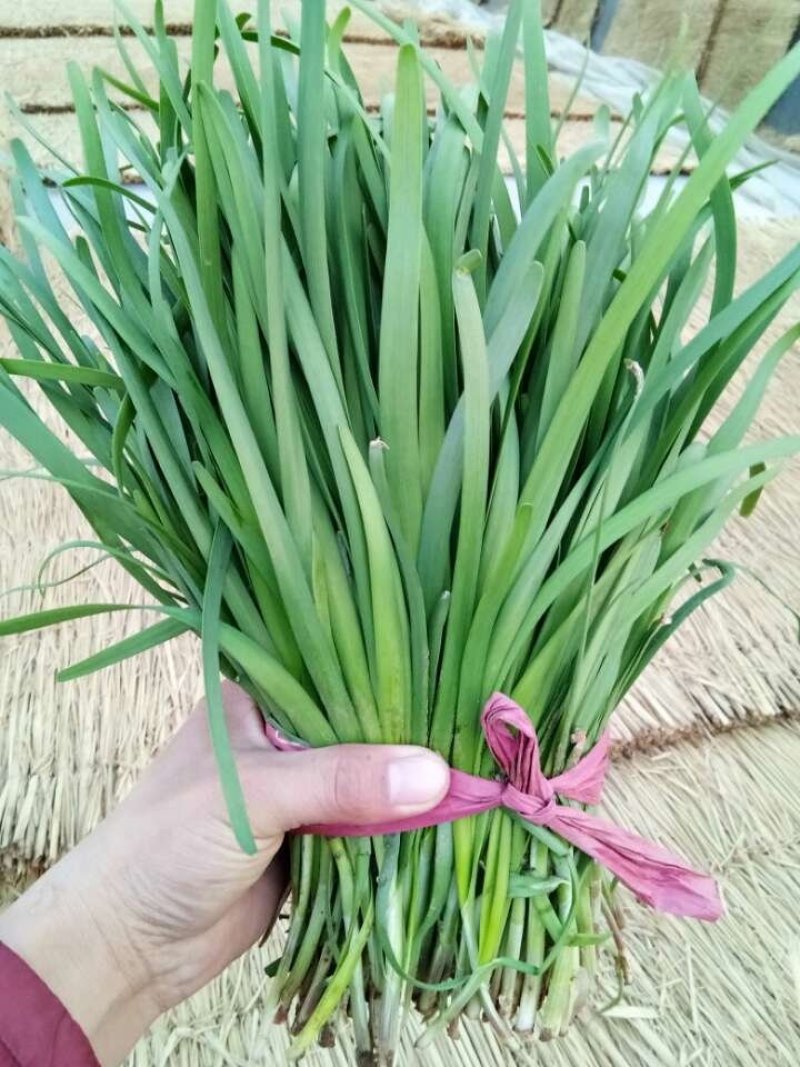 韭菜头刀韭菜大量有货
