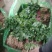 滑县铁杆青大叶香菜大棚种植一手货源当天发货欢迎来电咨询