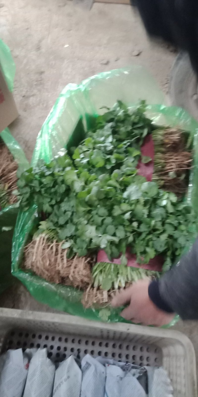 滑县铁杆青大叶香菜大棚种植一手货源当天发货欢迎来电咨询