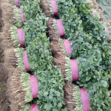 滑县铁杆青大叶香菜大棚种植一手货源当天发货欢迎来电咨询