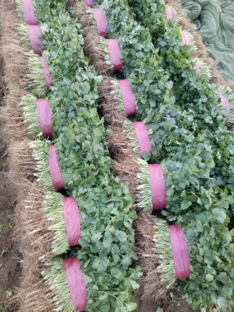 滑县铁杆青大叶香菜大棚种植一手货源当天发货欢迎来电咨询