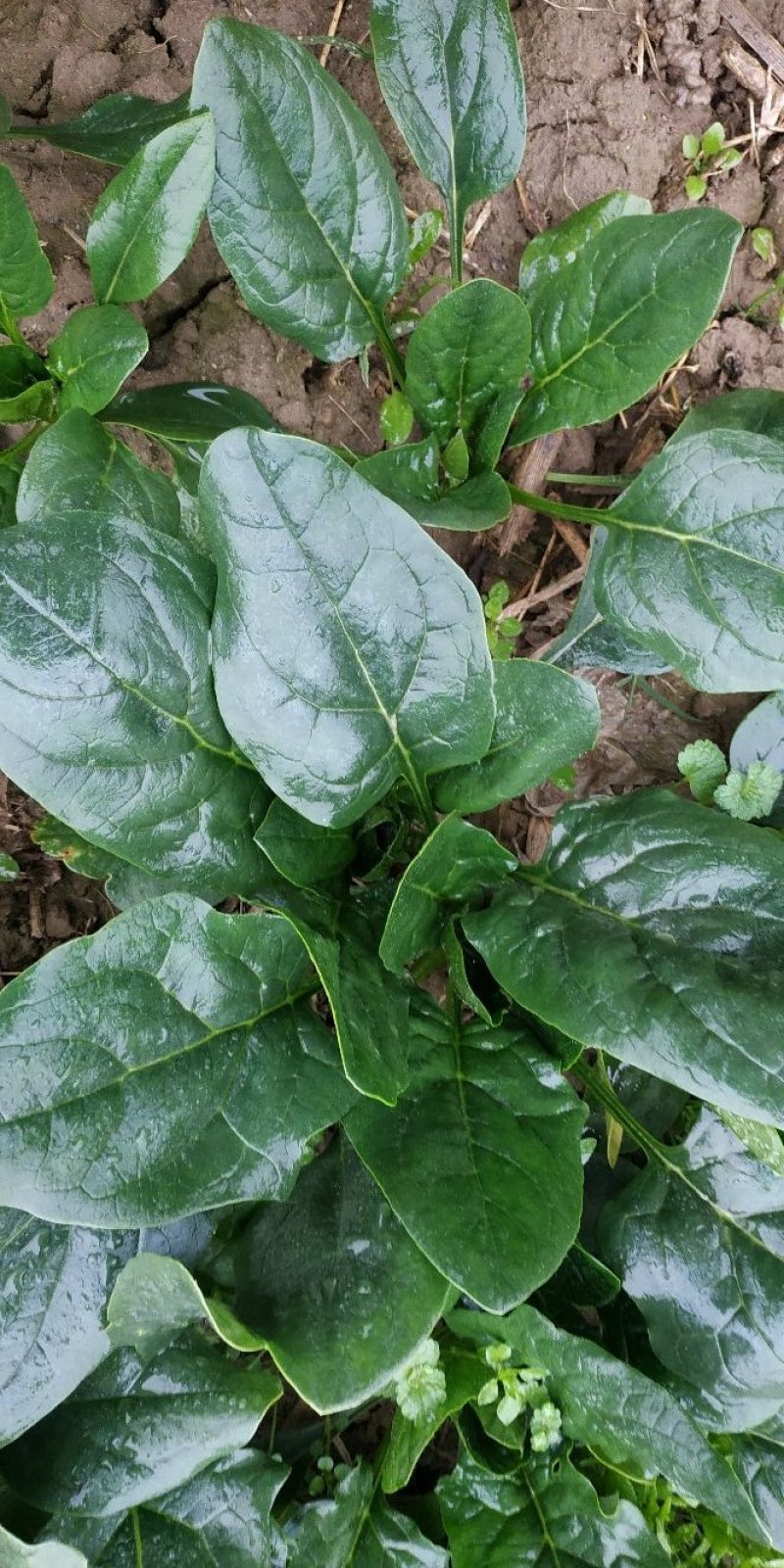 趴地越冬大叶菠菜代收代购