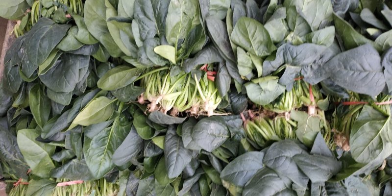 趴地越冬大叶菠菜代收代购