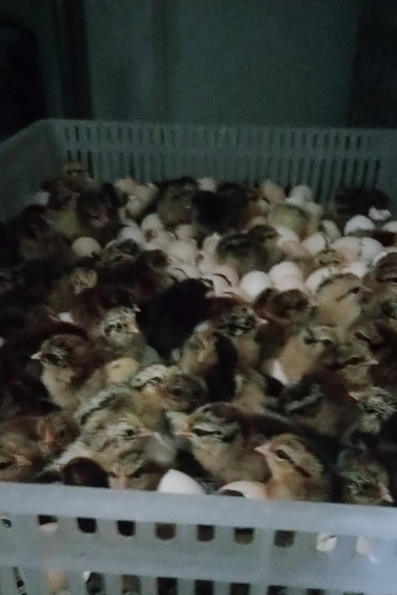 华北柴鸡苗