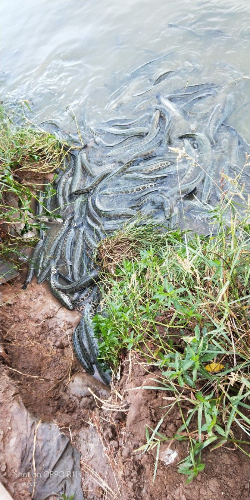 黑鱼