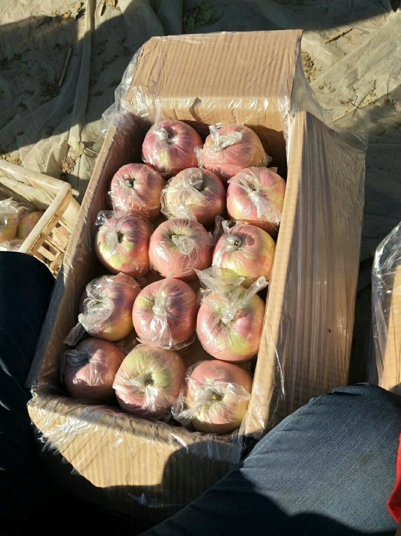 红富士苹果膜袋纸加膜纸袋大量供应中