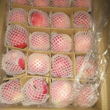 红富士苹果膜袋纸加膜纸袋大量供应中