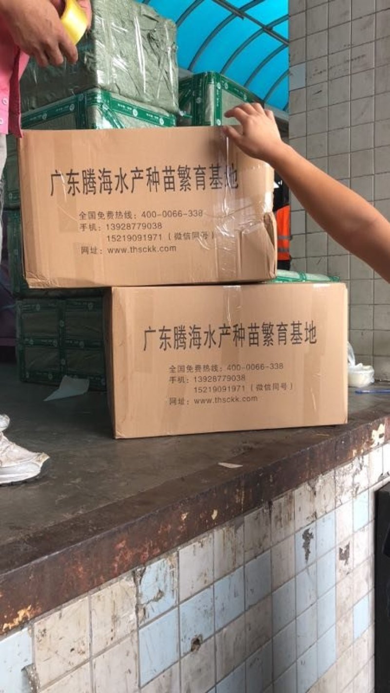 杂交黑鱼苗/乌鱼苗批发-吃饲料黑鱼苗/技术指导养殖-本地