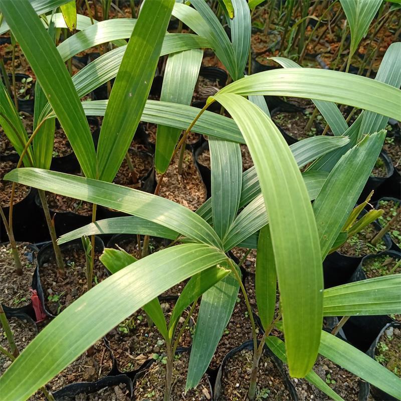 广州苗圃批发狐尾椰子树庭院盆栽四季常绿观叶植物