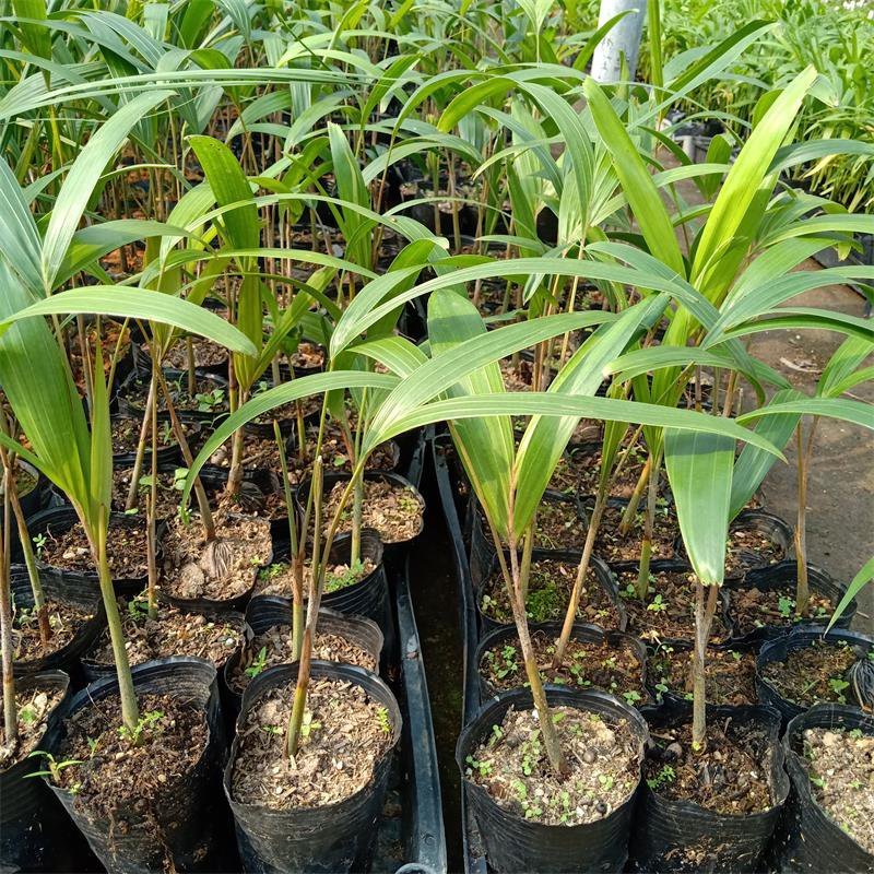广州苗圃批发狐尾椰子树庭院盆栽四季常绿观叶植物