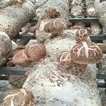 食用菌
