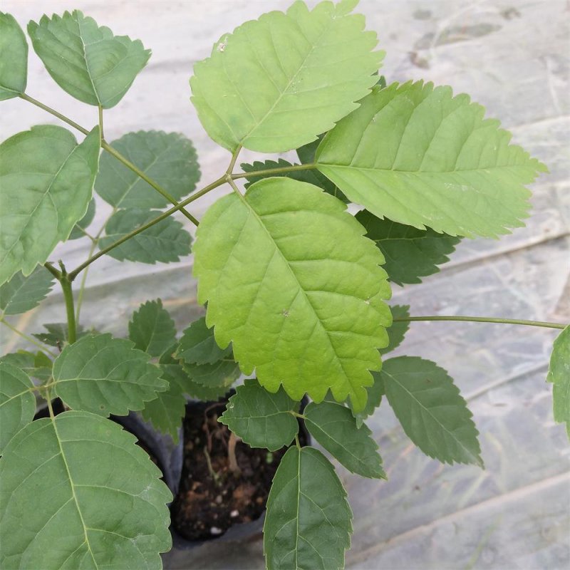 紫花风铃木苗庭院开花植物