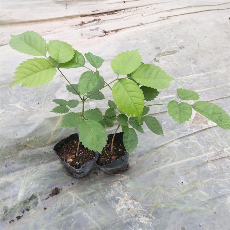 紫花风铃木苗庭院开花植物