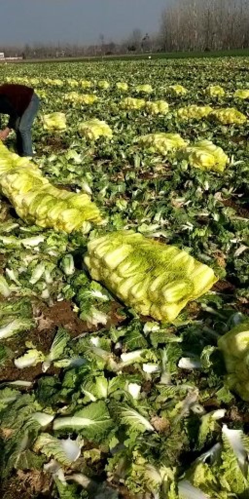 娃娃菜，精品