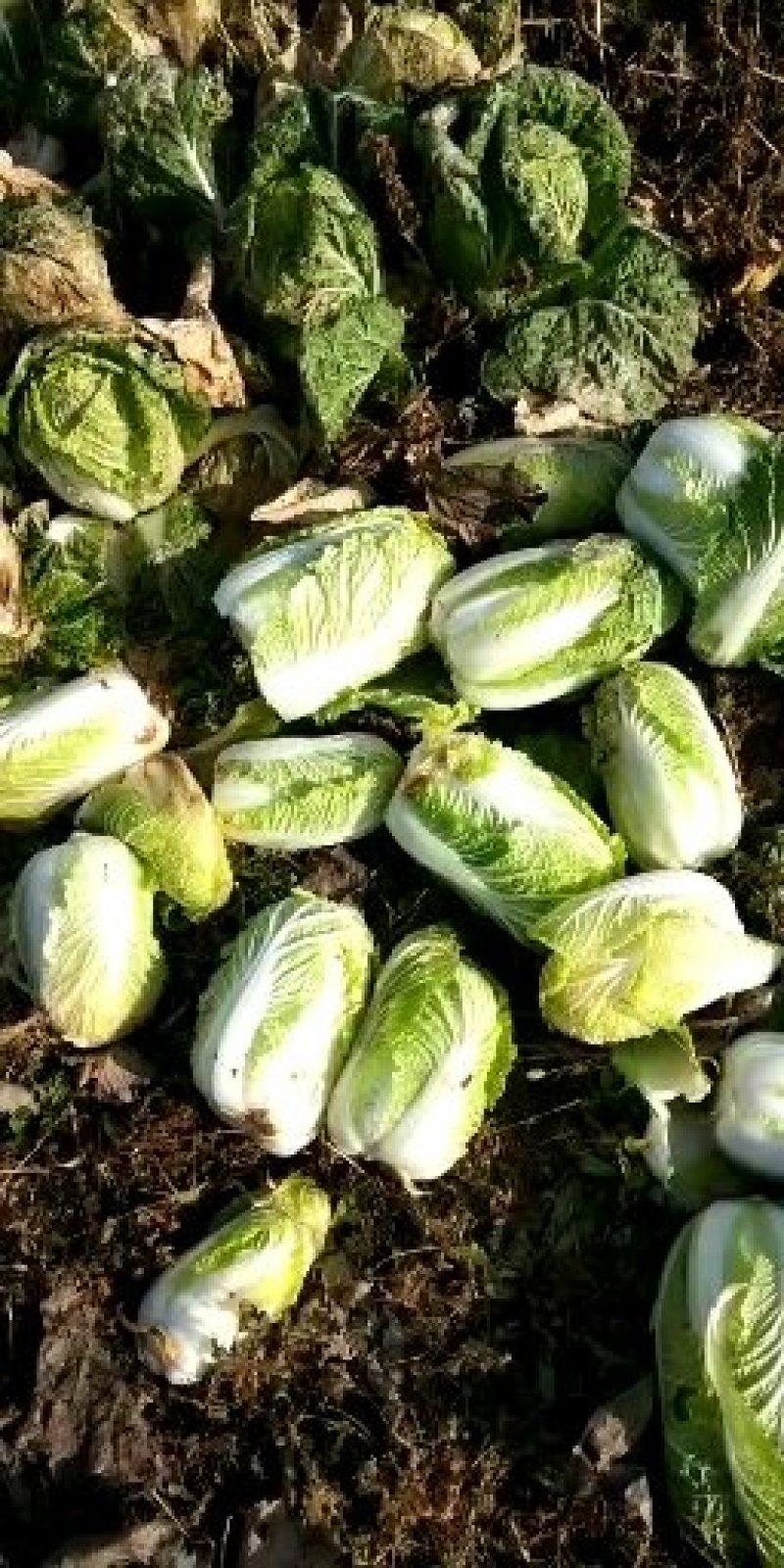 娃娃菜，精品