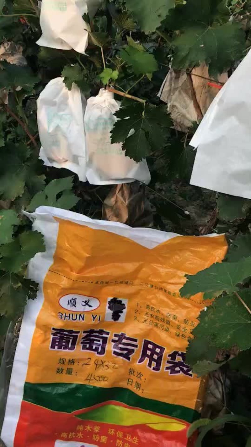 葡萄袋葡萄果园专用防鸟防虫防水单双层品种规格齐全