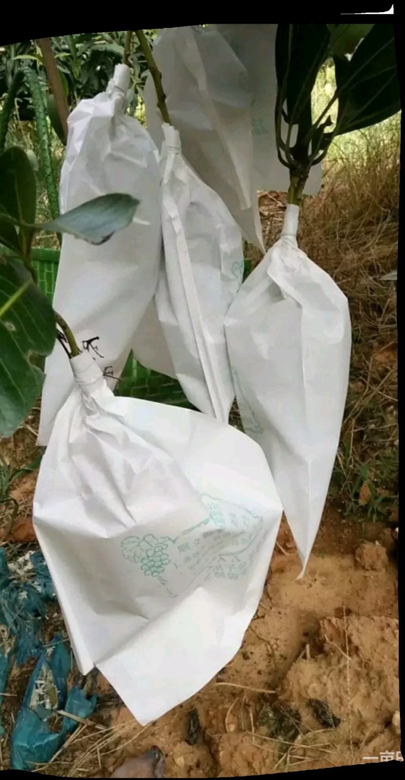 葡萄袋葡萄果园专用防鸟防虫防水单双层品种规格齐全