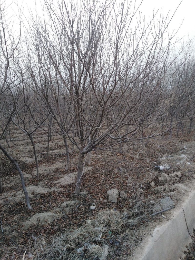 山桃树6~8cm2.5~3米