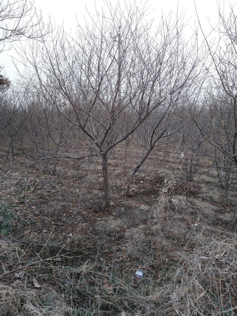 山桃树6~8cm2.5~3米
