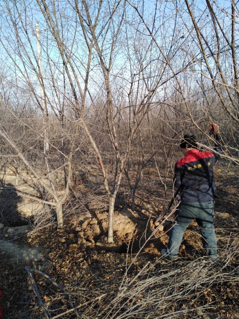 山桃树6~8cm2.5~3米