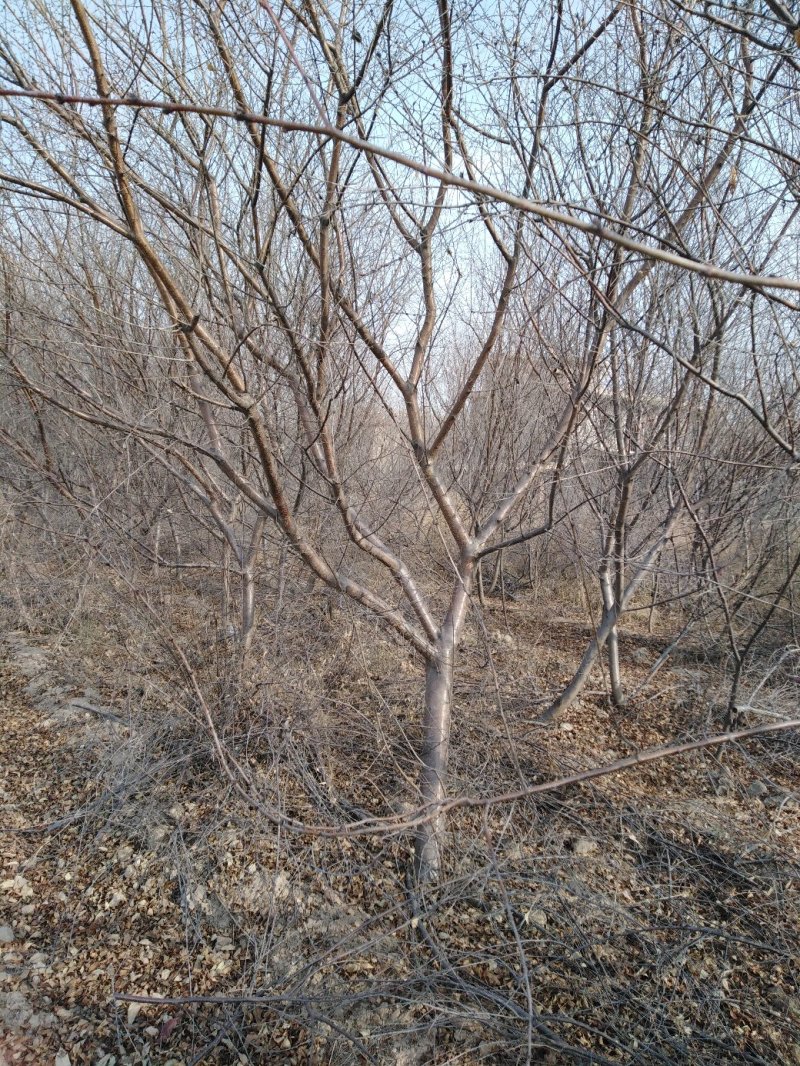 山桃树6~8cm2.5~3米
